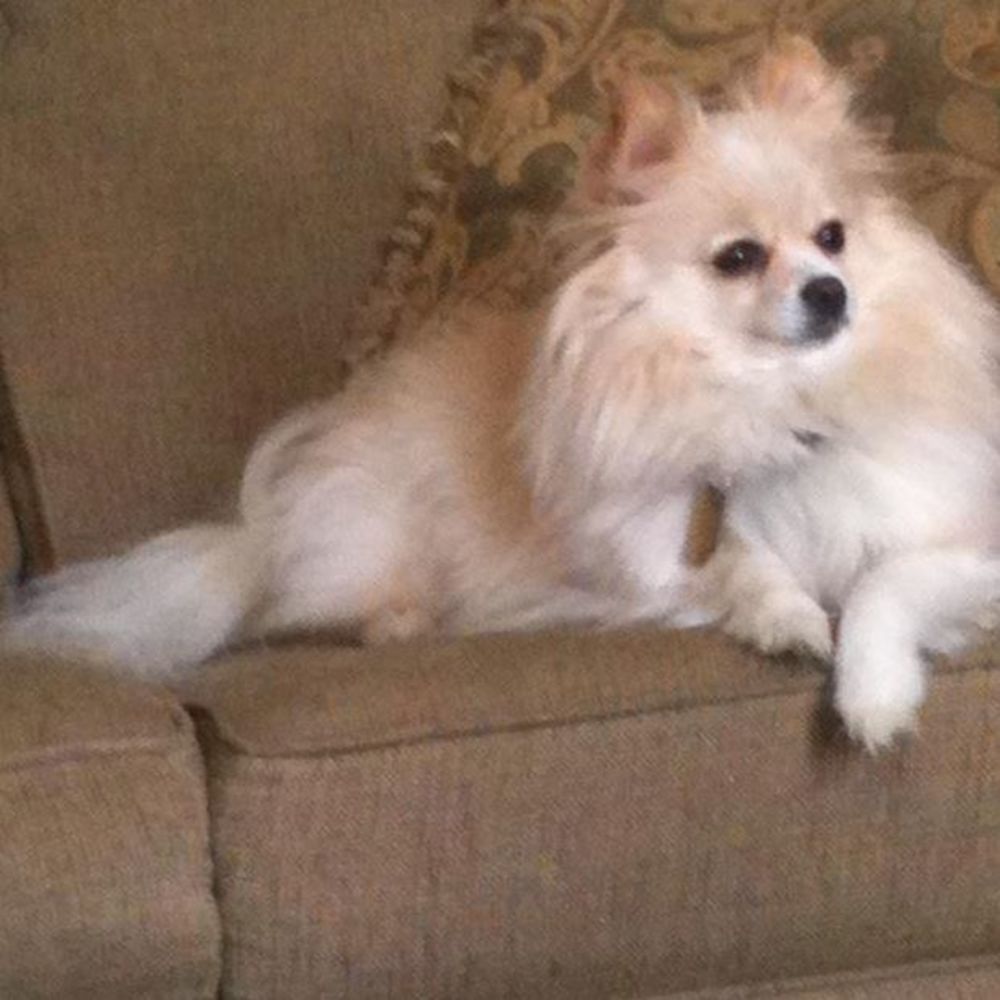 Meet your Posher, Simba